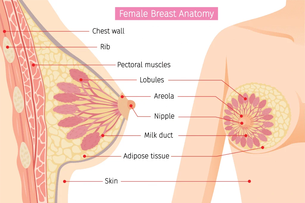 Female Breast Anatomy 1 4X683 1
